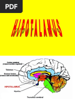 Hipotalamus