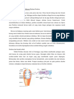 Phylum Porifera....