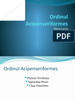 Ordinul Acipenseriformes