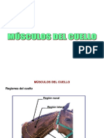 Músculos Del Cuello