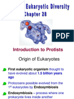 CH 28 Protists