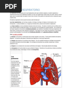 Aparato Respiratorio