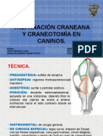 Trepanación Craneana y Craneotomía en Caninos