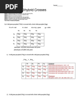 Answers For Dihybrid Worksheet 1