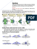 Embryonic Induction