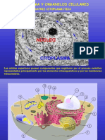 01 Matriz Citoplasmatica