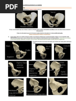 Musculos Relacionados A La Articulacion de La Cader1