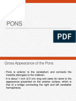 PONS: Neuroanatomy