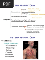 Sistema Respiratório