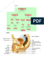 Aparato Reproductor Masculino