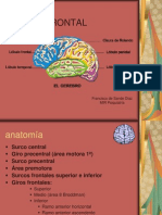 Lobulo Frontal