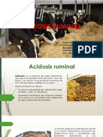 Acidosis Ruminal Pastos