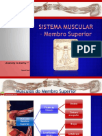 Musculos Membro Superior