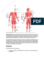 Funciones de Los Músculos