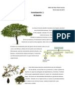 Acacia Cavenia - Espino