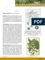 Antecedentes Maqui PDF