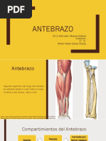 Antebrazo