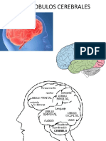 1-Lobulos Cerebrales