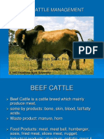 Beef Cattle Management-1'12