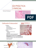 Histología Practica 2dop