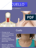 Clase - Musculos Del Cuello