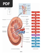 BLOOD Supply To The Kidney