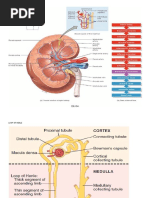 Sequence of Blood Supply To The Kidney