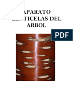 Aparato Lenticelas Del Arbol