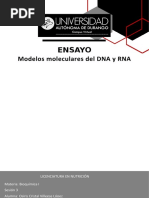 Modelos Moleculares DNA y RNA