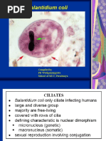 Balantidium Coli: Compiled by PB Wadigamangawa School of MLT, Peradeniya