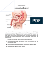 Alat Reproduksi Pria
