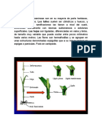 Caracteristicas Botanicas