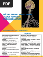 Clase Medula Espinal 2020