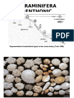 Foraminifera Benthonic 2