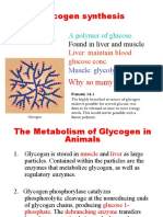 Glycogen Metabolism