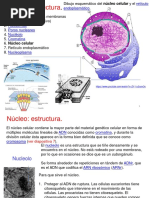 Nucleo Celular PDF