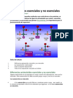 Aminoácidos Esenciales y No Esenciales