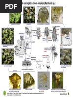 Ciclo Marchantia Aulados PDF