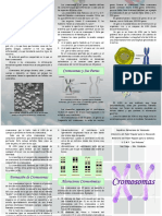 Triptico Cromosomas