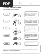 Actividad Cidelavida - 5y6b - N1 PDF