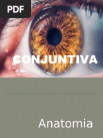 Conjuntiva