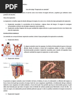 Taller Respiracion en Animales