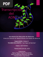 Transcripcion Del Adn