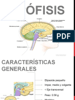 Hipofisis Anatomia