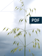 Effect of Different Treatments On Dormancy Breaking of Wild Oat (Avenafatua) - IJB-V6No6-p61-67