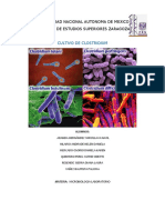 Clostridium Microbiologia Practica