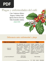 Plagas y Enfermedades en El Cafe