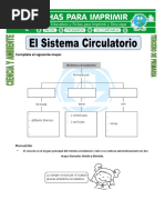 Ficha de El Sistema Circulatorio para Tercero de Primaria