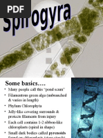 Spirogyra