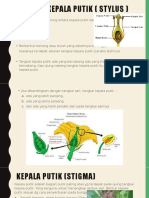 Morfologi Tangkai Putik